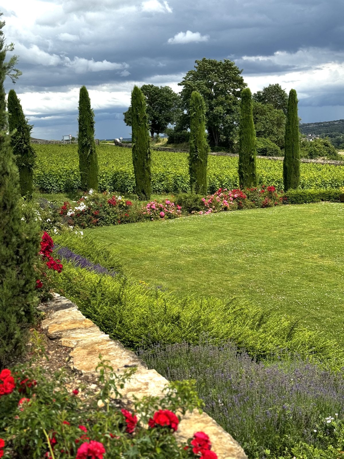 Cypress trees and vineyards in Burgundy wine country near Dijon, France