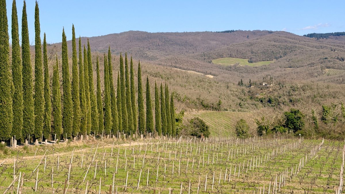 Cypress trees and vineyards in the Chianti hills of Tuscany
